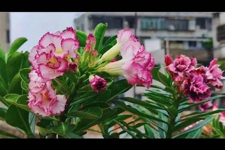 沙漠玫瑰叶子卷曲什么原因