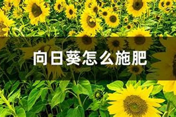 202020水溶肥配方计算(大量元素水溶肥配方表)