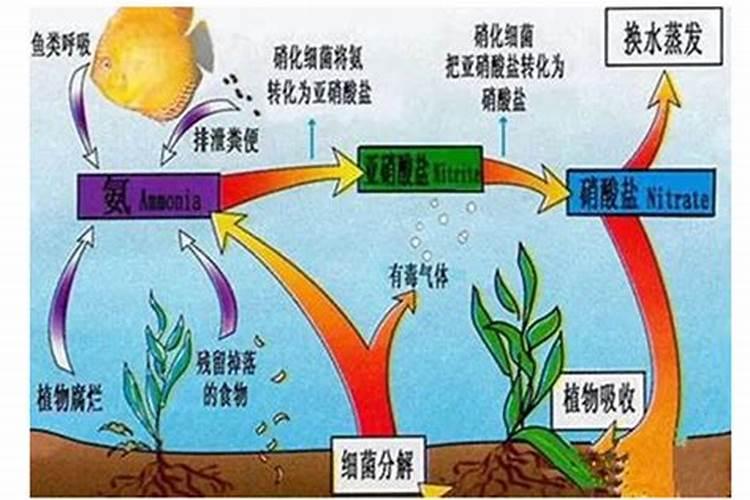 柿子树施什么肥料好