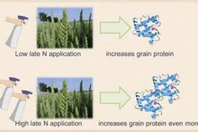 钙果是什么水果