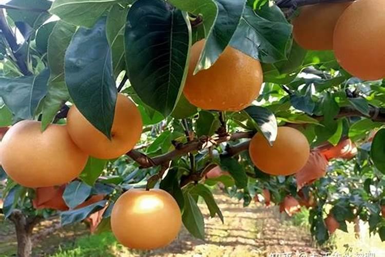 果树移植后应该施什么肥料
