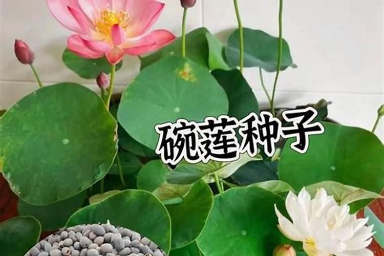 拉萨生态茶园在哪里好