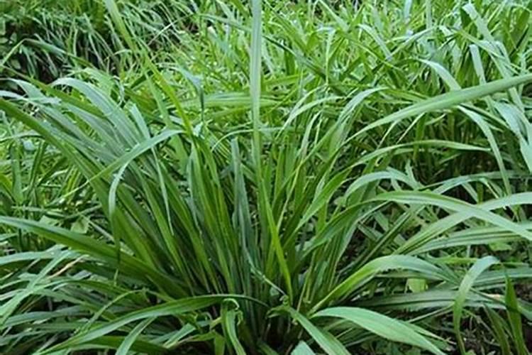 牧草用什么肥料