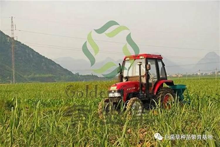 种植牧草用什么肥料好