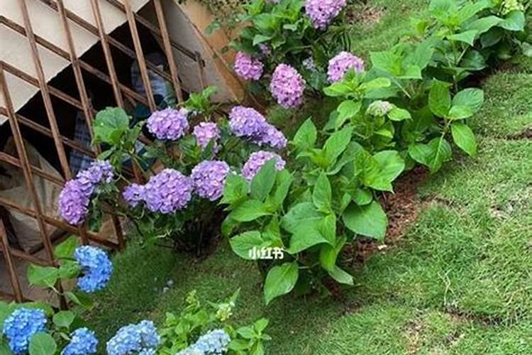 夏菜播种后为什么会不出苗？如何克服？