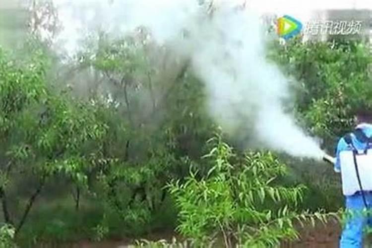 果园后期叶面肥用什么好