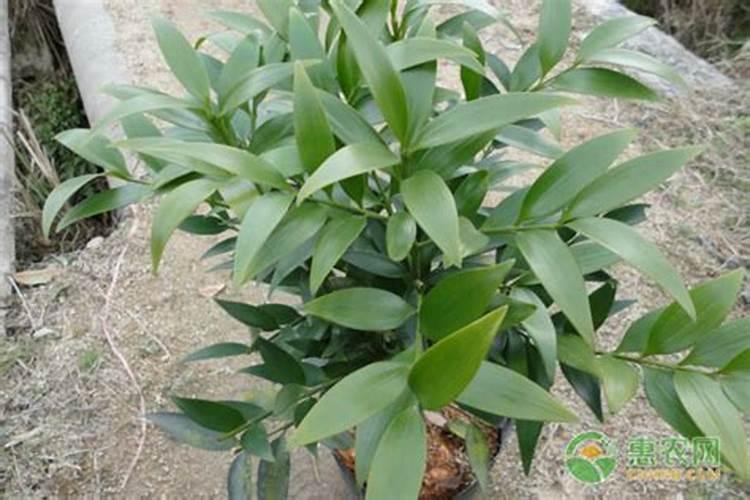 玉米拔节期用哪种水溶肥好