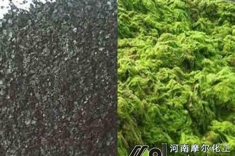 春季种树怎么浇水