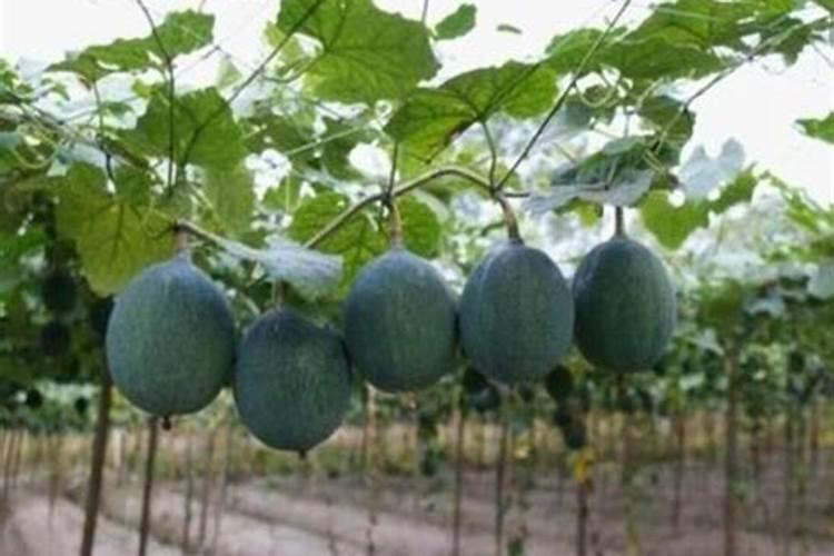 250ml盐水加1g氯化钾可以吗