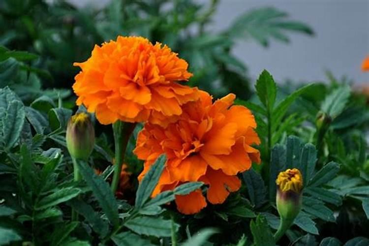 三角梅杀虫方法