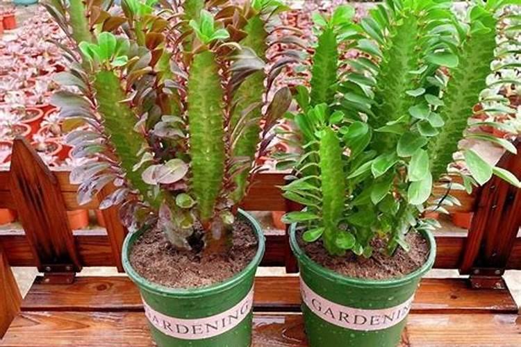 月季的叶子可以天天喷水吗