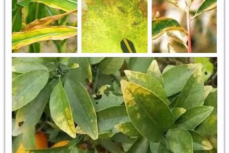 月季花浇水可以喷在叶子上吗 月季花可以喷水在叶子和花上面吗