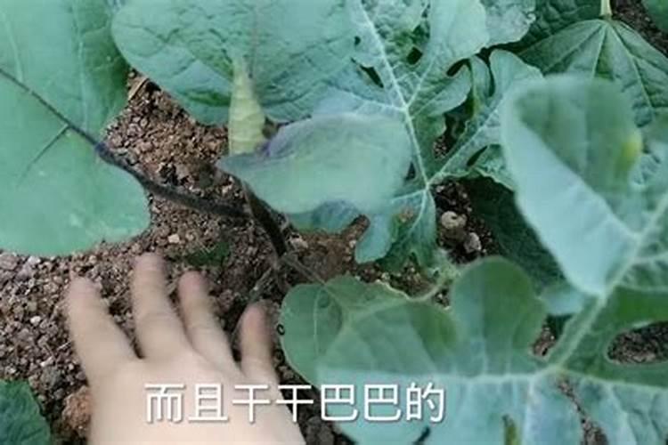 氮肥膨果还是钾肥膨果