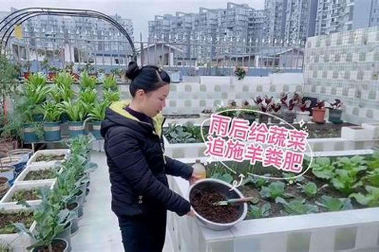什么天气给菜施肥,今天晴,后几天说连续下雨,今天可以施肥吗？
