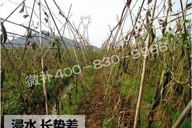 小雨可以撒施冲施肥吗？