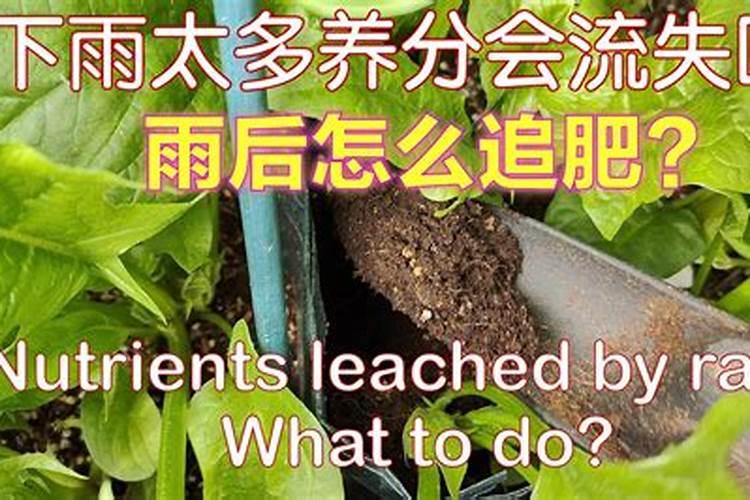 鱼蛋白肥料制作方法,附使用方法和注意事项