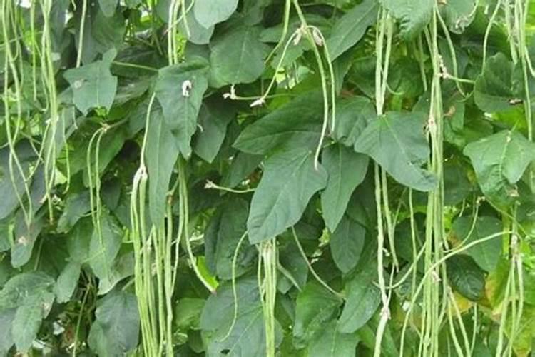 多肉植物一般用什么肥