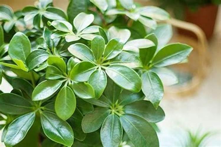 观叶类花卉或叶菜类作物应多施什么肥？