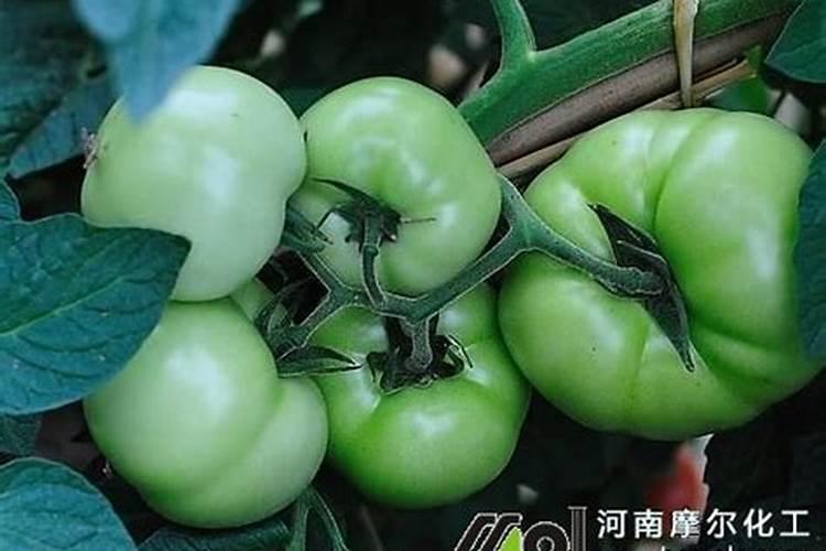 不含钾的蔬菜