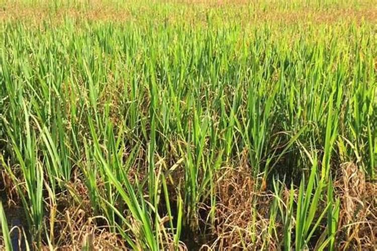 什么肥料含钾最高,含钾的肥料有什么作用