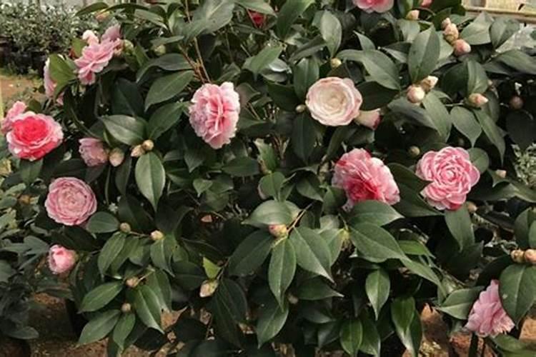 茶花什么时候施肥