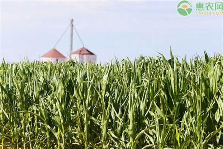 玉米秸秆还田地,种植小麦底肥需要多少个氮？