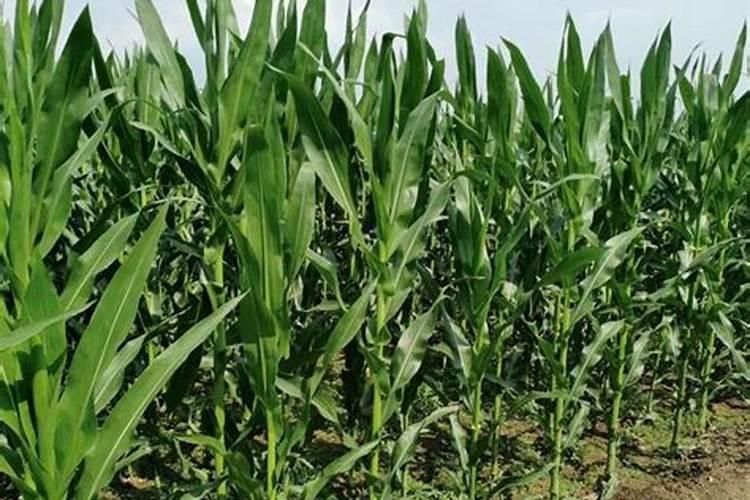 家里的花用什么肥料好(简述养花最简单的肥料)