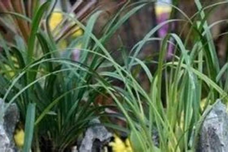 三角梅施肥施什么肥