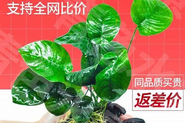 高蛋白植物有哪些