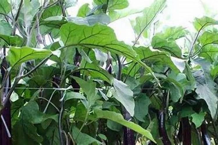 茄子开花结果期要加大哪些肥料的需求