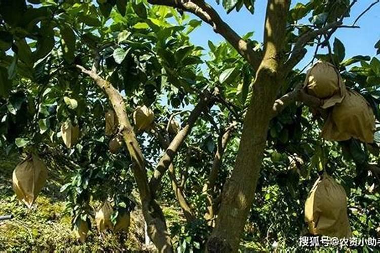 果树施硼肥怎么操作？果树施硼肥有什么用？