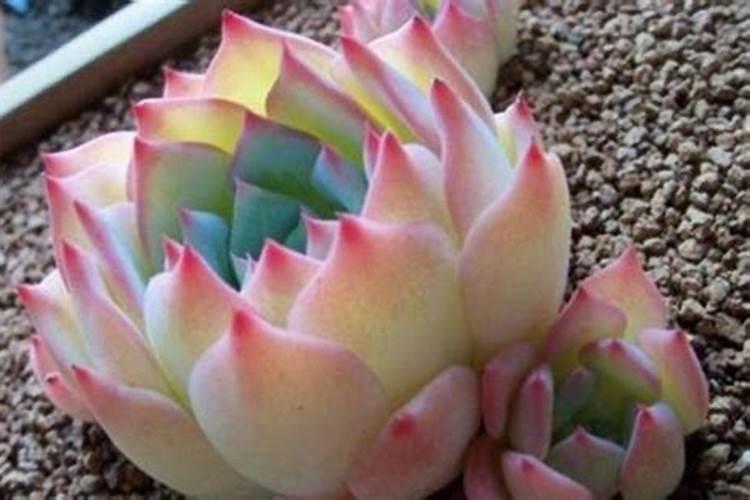 多肉植物施什么肥好