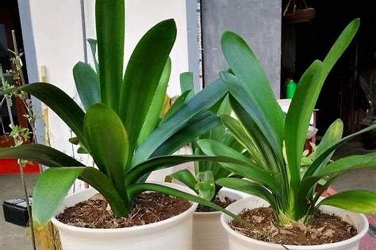 绿植营养液怎么用