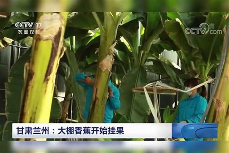 香蕉挂果的时候用什么肥料最好？