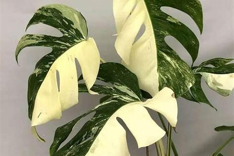 培育亲鳖吃什么饲料好？