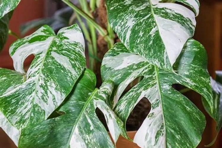 植物界的理财产品:曾经一片叶子一千块到现在白菜价,白锦龟背竹...