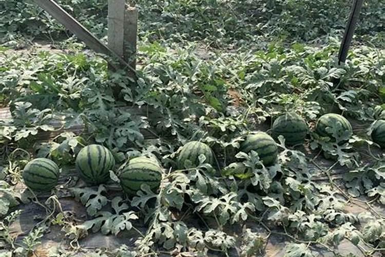 硅肥的主要作用有哪些