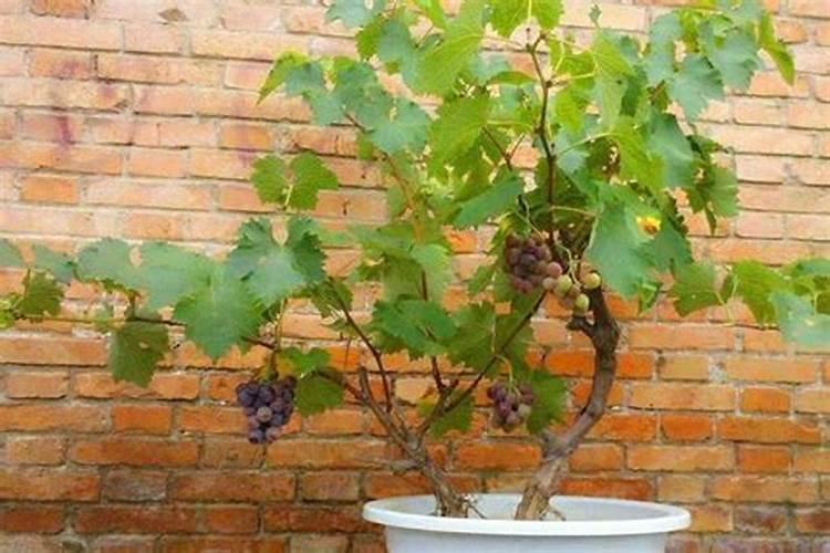 盆栽葡萄怎么施肥