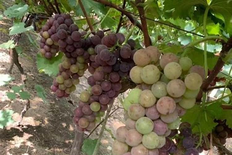 葡萄什么时间喷硫酸铜