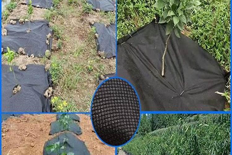 盆栽花怎样用钾肥(钾肥浇花)