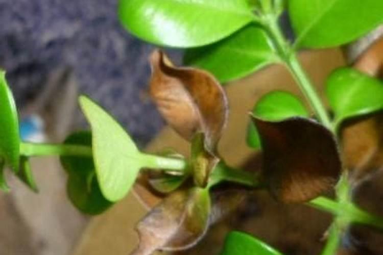 黄杨施肥过多掉叶怎么办？