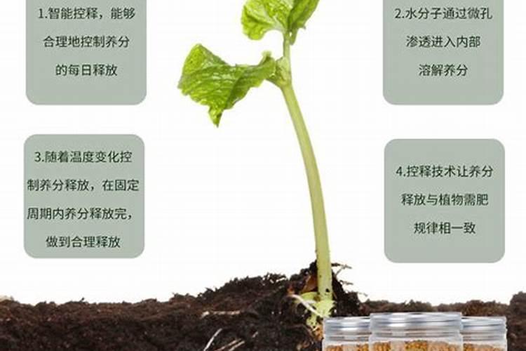 多肉可以用复合肥吗