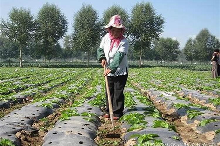 一亩玉米地该施多少肥料？