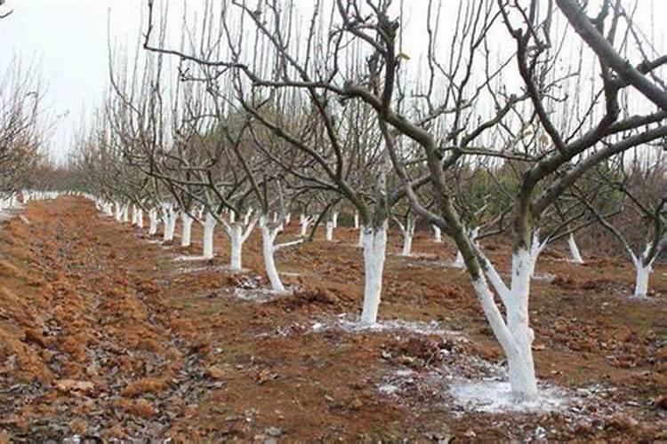 果树膨果肥要高钾吗