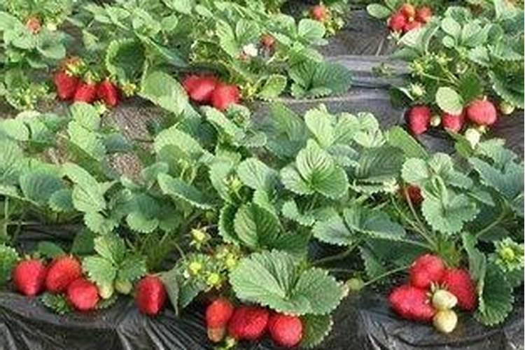 大量元素水溶肥对花卉绿植的用法