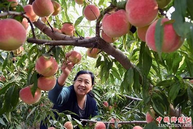 辣椒罐平衡肥几遍