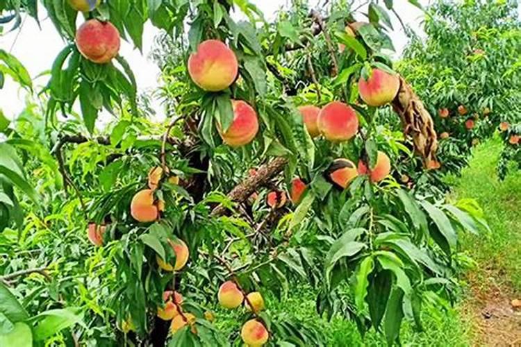 打什么叶面肥能使晚熟桃成熟的早