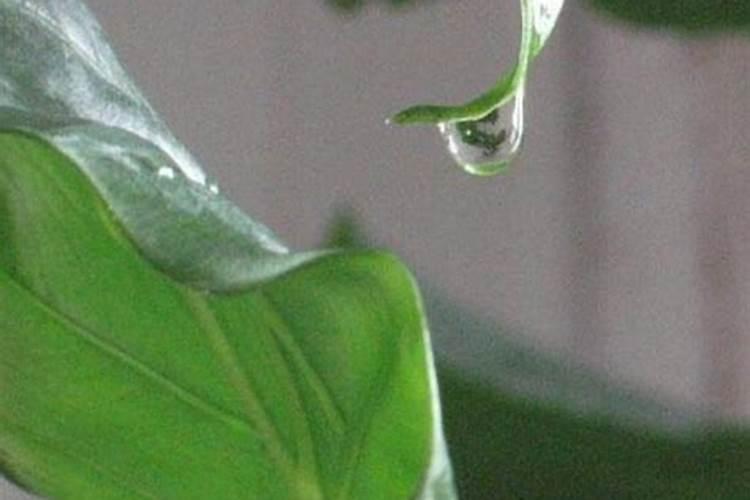 鱼塘肥水用磷肥和二氢钾可不可以