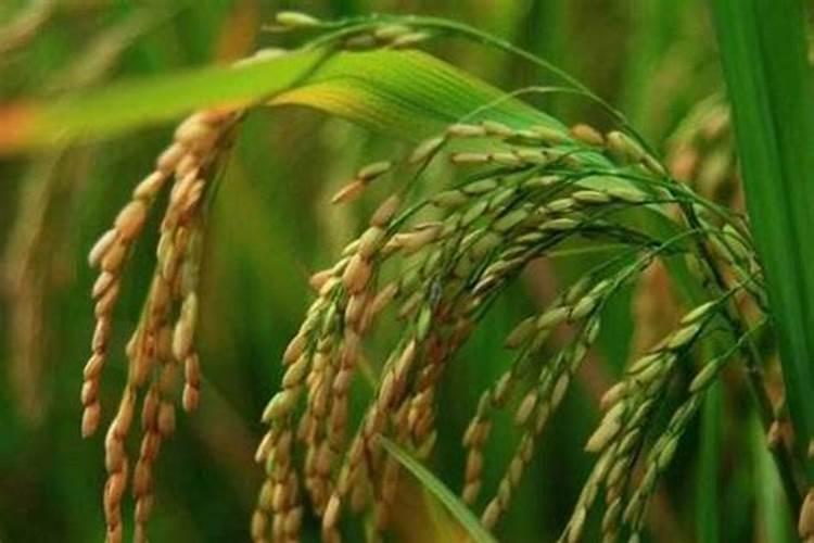 矿源黄腐酸钾和生化黄腐酸钾两者区别大吗？