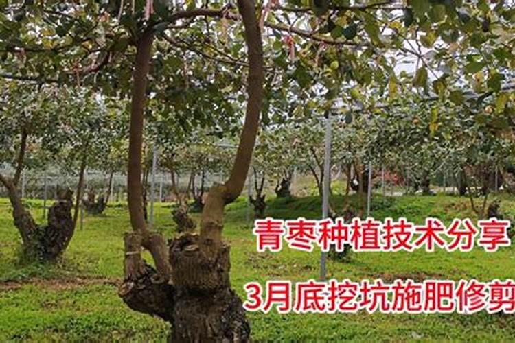 大青枣地喷洒除草剂几天后才能灌水溶肥呢？
